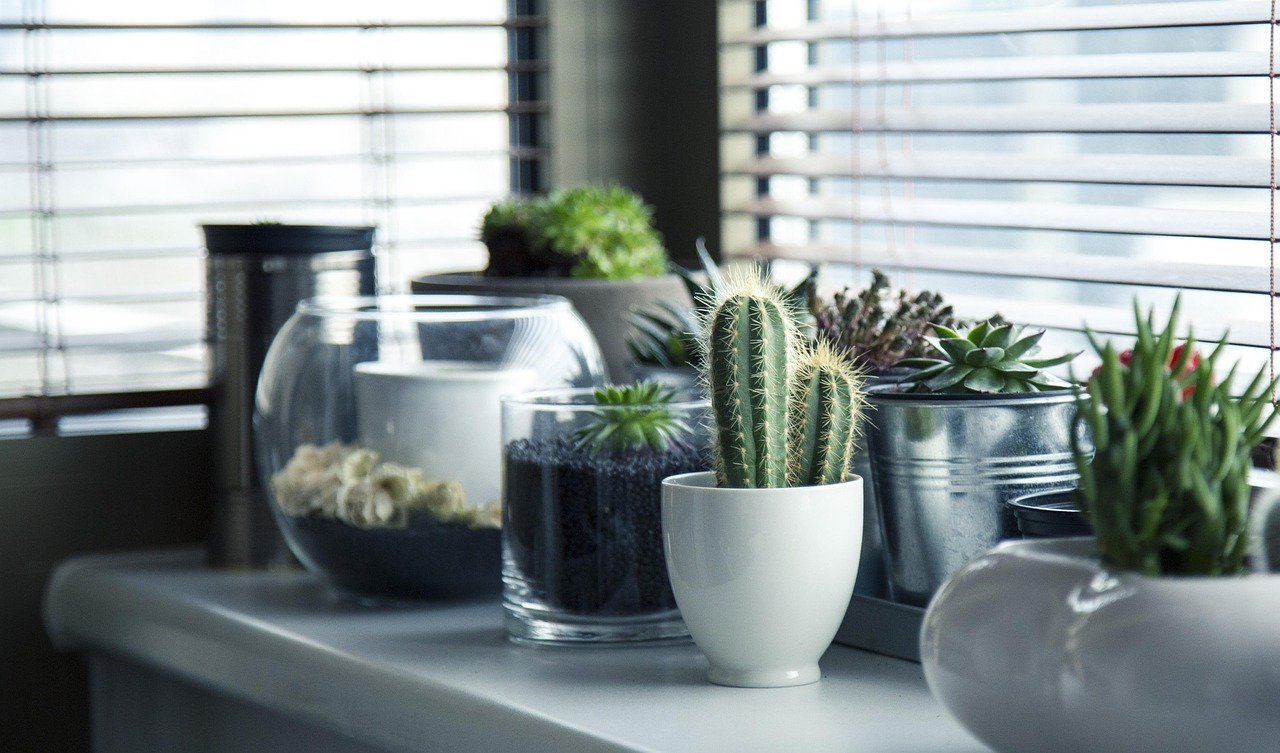 Plantes d'intérieur faciles à entretenir