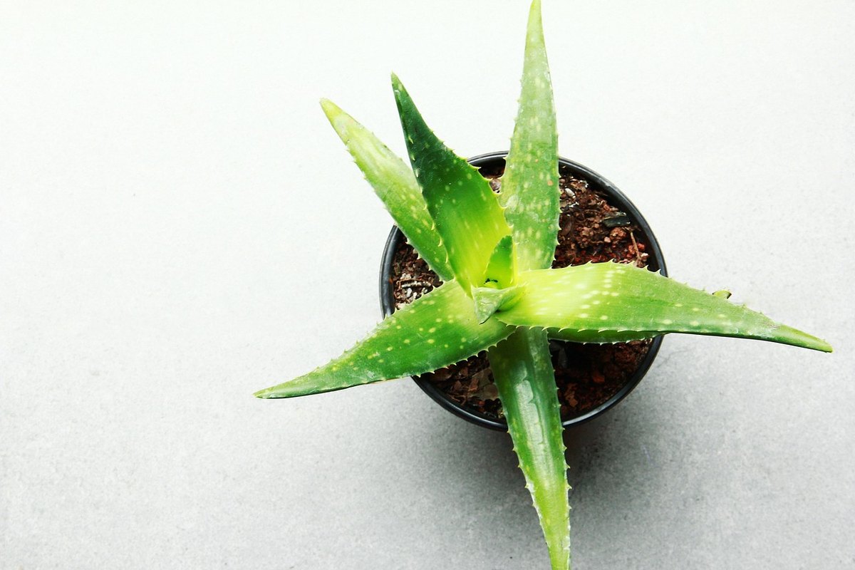 Quelles plantes d'intérieur faciles d'entretien choisir ?